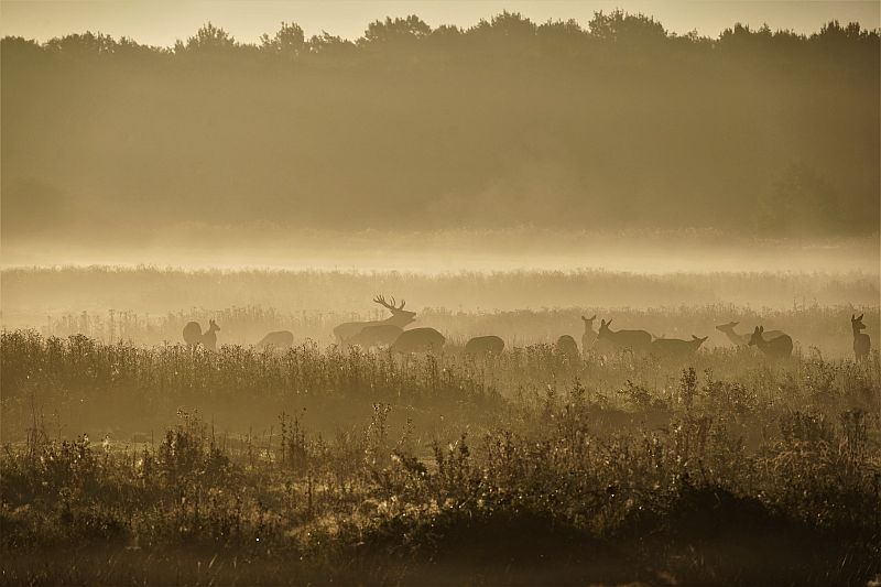 Weert Foto 3.jpg - Herten
